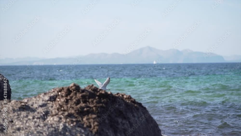Seagull flying to the water to forage for food in Mediterrenean sea Seagull flying to the water to forage for food in Mediterrenean sea