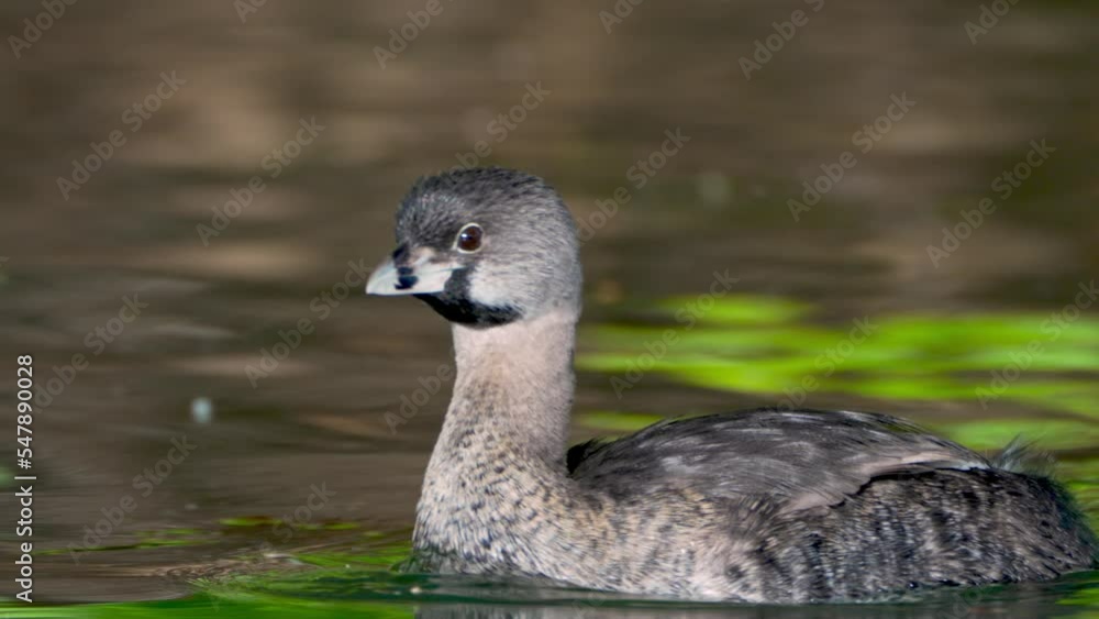 Waterfowl species, pied-billed grebe, podilymbus podiceps spotted at 3 de febrero park, palermo woods, swimming on rippling water across the lake at lago de regatas, Buenos Aires. Waterfowl species, pied-billed grebe, podilymbus podiceps spotted at 3 de febrero park, palermo woods, swimming on rippling water across the lake at lago de regatas, Buenos Aires.