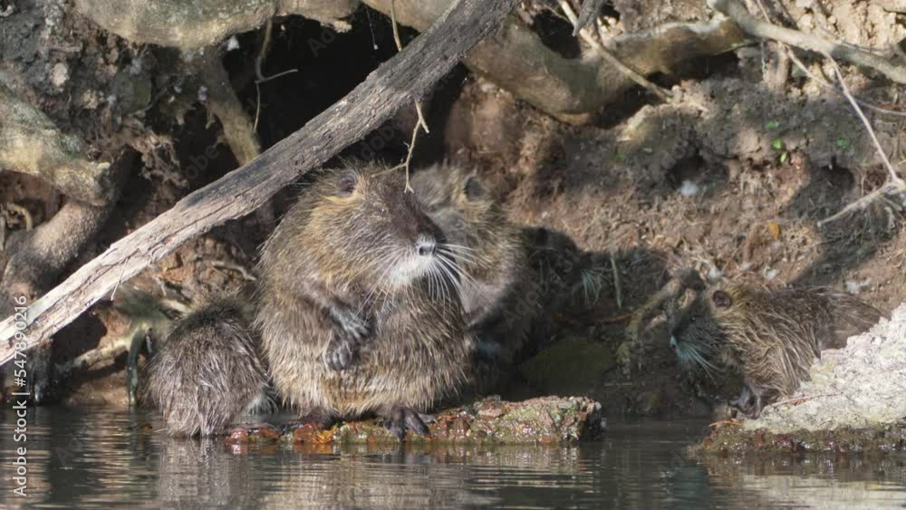 Large colony of nutria family, myocastor coypus standing in front of their burrow home, grooming, cleaning and scratching its body with its little claws, bathing before nightfall. Large colony of nutria family, myocastor coypus standing in front of their burrow home, grooming, cleaning and scratching its body with its little claws, bathing before nightfall.