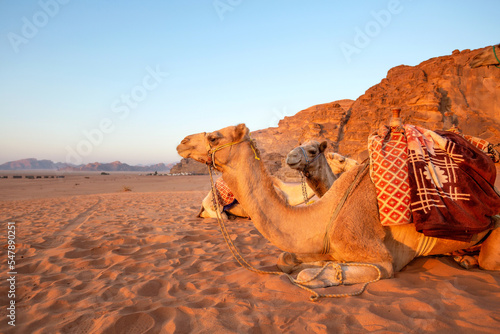 Wadi Rum, Jordan, Camels lying down in the desert sand, rocks behind