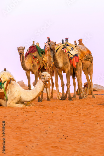 Camels with saddle standing in Jordan desert Wadi Rum