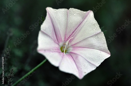 Macro shot of a convolvulus cantabrica flower on a soft blurry background photo