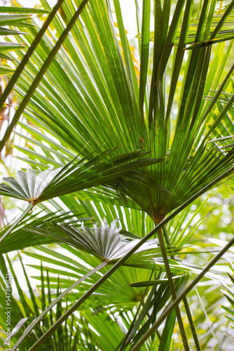 Green palm leaves vertical background. Jungle  rainforest  botanical garden concept. Natural green abstract backdrop texture of tropical exotic palm trees foliage in summer. Summertime nature pattern.