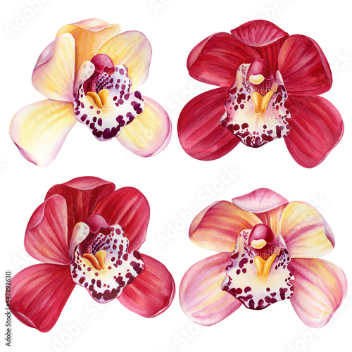 Orchids, set of tropical flowers on white background, watercolor hand drawing