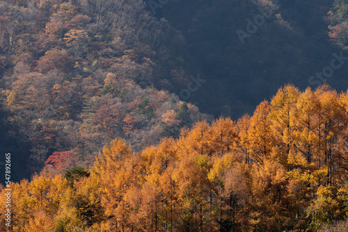 美しいカラマツの紅葉