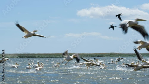 Pelicans flying in slow motion over the water in the Danube Delta. Large flock of pelicans birds flying over blue lake in natural environment. Great White Pelicans. Birds with large wings. Sunny day photo