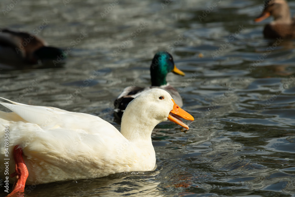 Obraz premium Rare wild white duck mutant fighting ducks for food on winter lake, wildlife and survival
