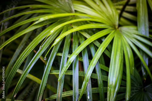 Green palm leaves  droplets after rain  watering. Tropical palm plants  shrubs.