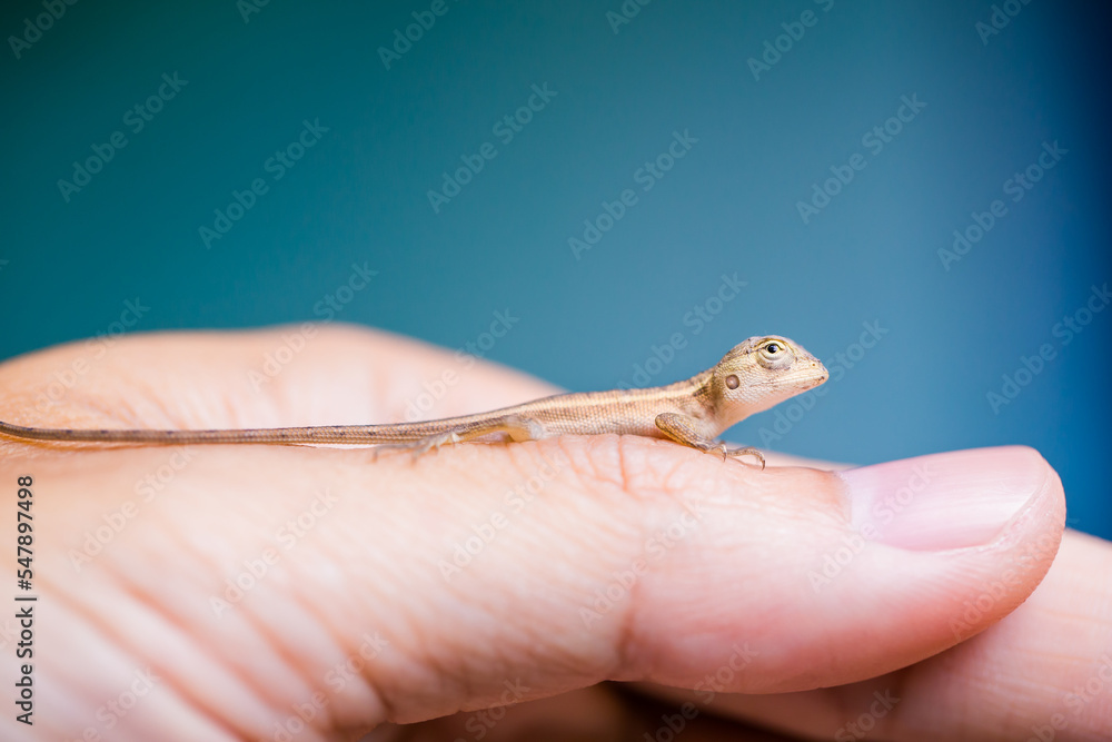 Baby chameleon posing finger, picture macro focused. chameleon of Thailand. Baby chameleon posing finger, picture macro focused. chameleon of Thailand.