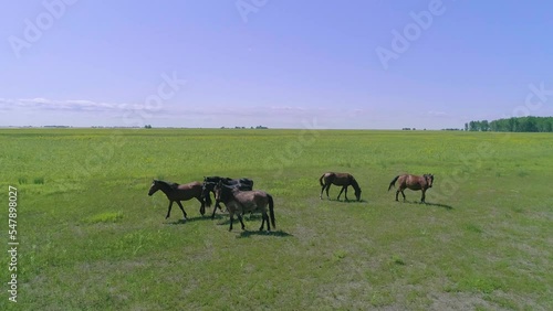 Wild mustang horses breed. Wild herd of horses of Letea in Danube Delta Romania. Wild Horses running. Horses large herd run across meadow field fast gallop and fighting. Black and brown cabaline.