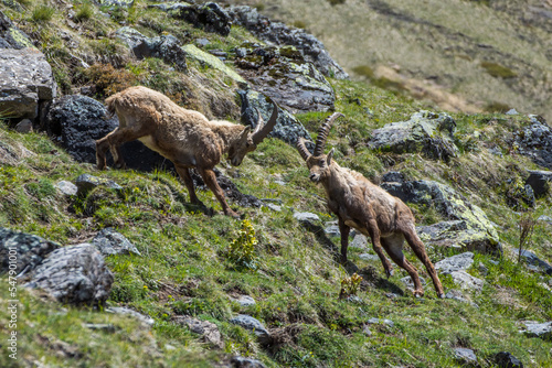 Slika na platnu Ibex brawl