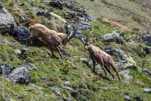 Ibex brawl