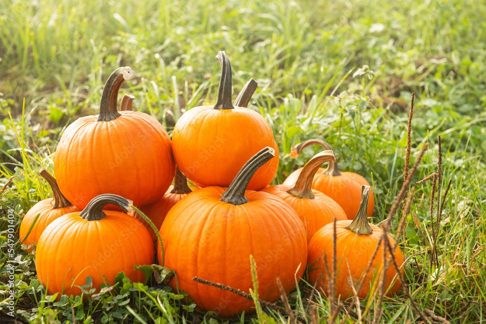 Many ripe orange pumpkins on green grass outdoors Many ripe orange pumpkins on green grass outdoors