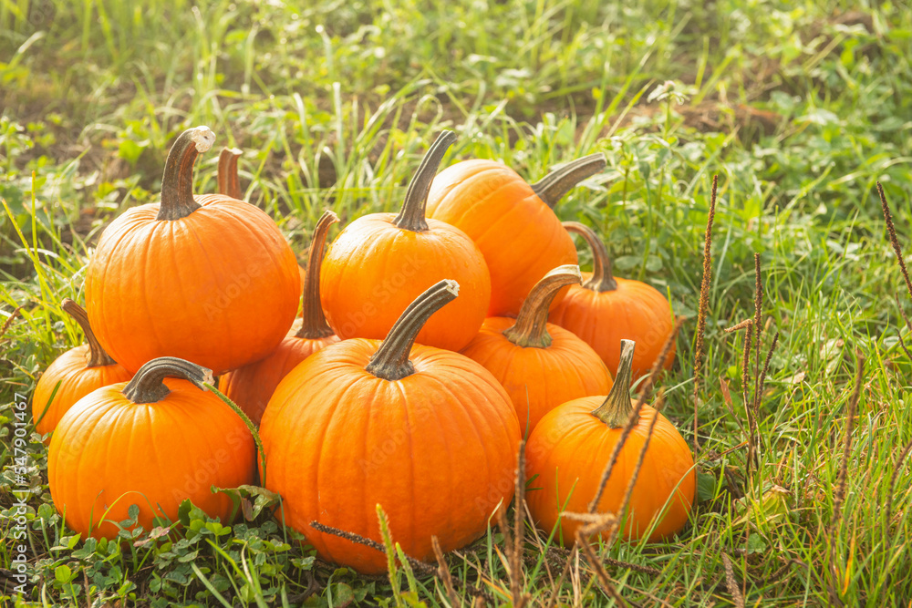 Many ripe orange pumpkins on green grass outdoors Many ripe orange pumpkins on green grass outdoors