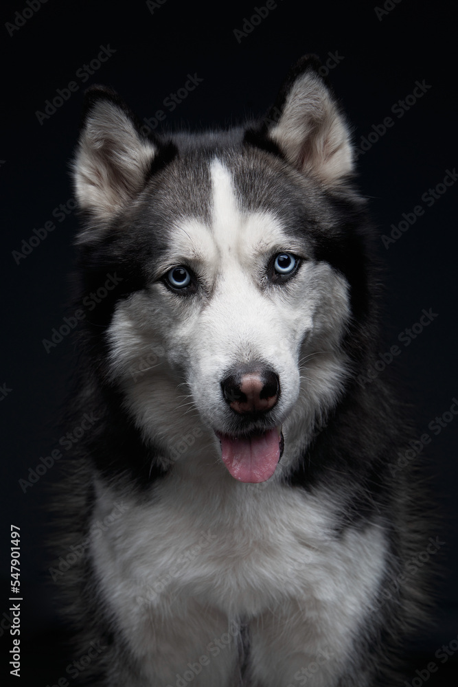 Siberian Husky on a black background. Beautiful dog in the studio