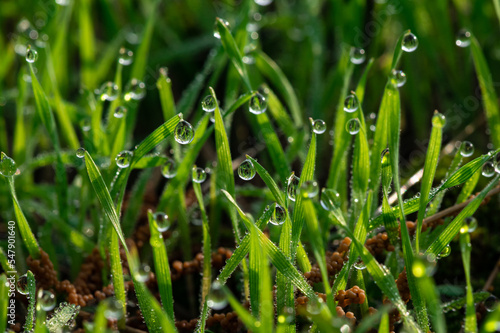 Nice morning dew on green grass close up macro photography nature with free space for text