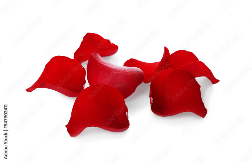 Fototapeta premium Fresh red rose petals on white background