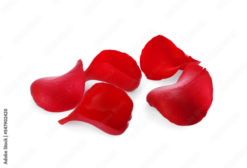 Fototapeta premium Fresh red rose petals on white background