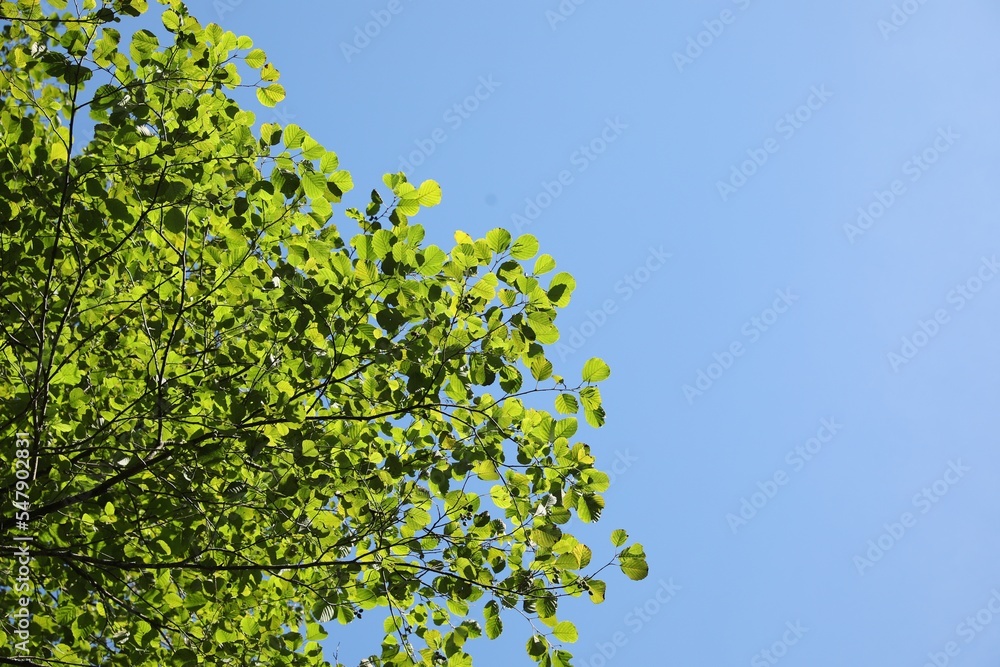 Beautiful tree with bright leaves against sky on sunny day, bottom view. Space for text Beautiful tree with bright leaves against sky on sunny day, bottom view. Space for text