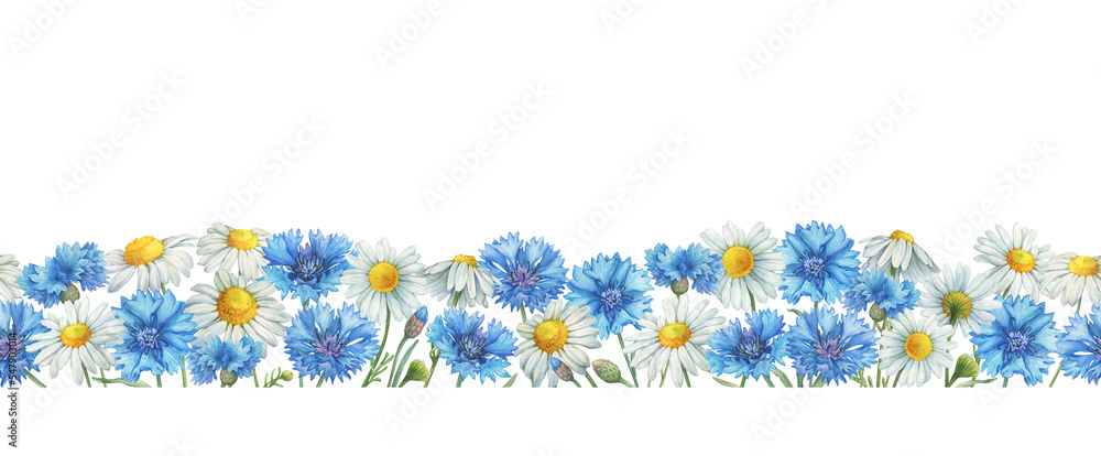 Seamless pattern, border, frame with blue cornflower flower (knapweed or bluett) and Matricaria chamomilla (kamilla, mother's daisy). Watercolor hand drawn painting illustration, isolated on white - obrazy, fototapety, plakaty 