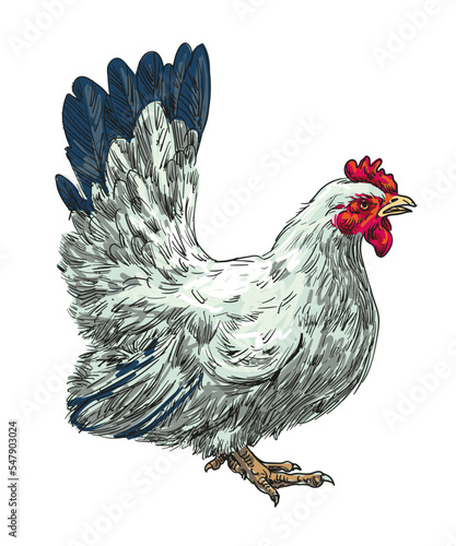 hand drawing assorted chickens vector illustration clip art