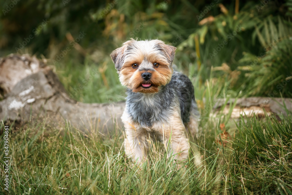 Yorkshire Terrier standing in the forest looking at the camera Yorkshire Terrier standing in the forest looking at the camera