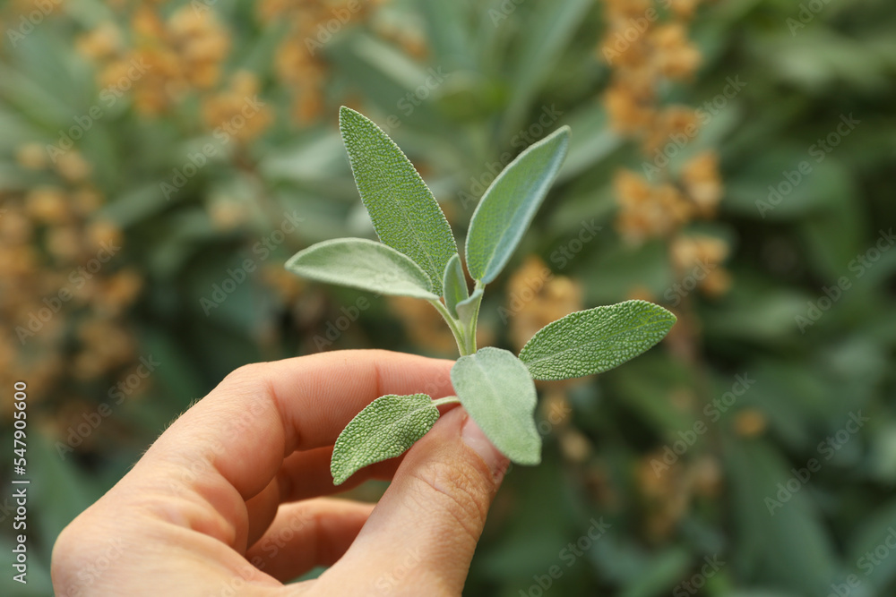 Woman holding beautiful sage plant outdoors, closeup. Space for text Woman holding beautiful sage plant outdoors, closeup. Space for text