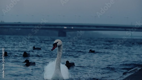 Swans and Ducks swimming in Danube Vienna, Handelskai photo
