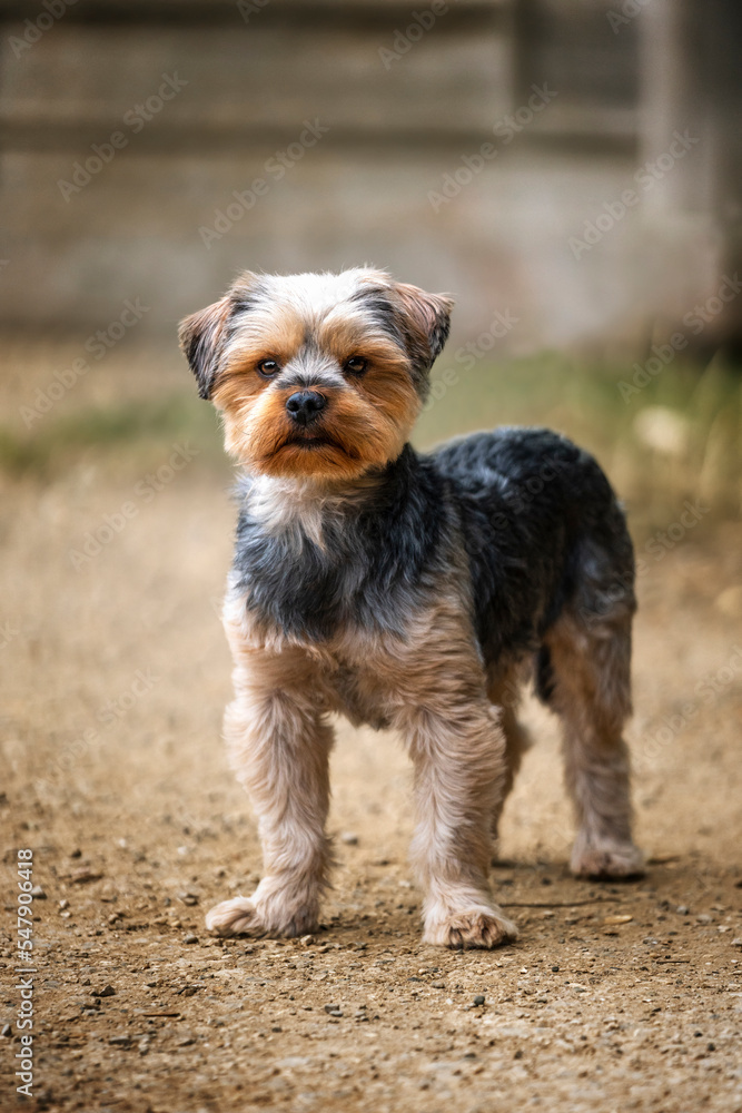 Yorkshire Terrier standing looking at the camera