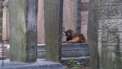 Cat licking her paws on the old Ottoman graveyards, stray cat idea, historical stones in Istanbul, alone alley kitten sitting on a tombstone, homeless kitten on headstone