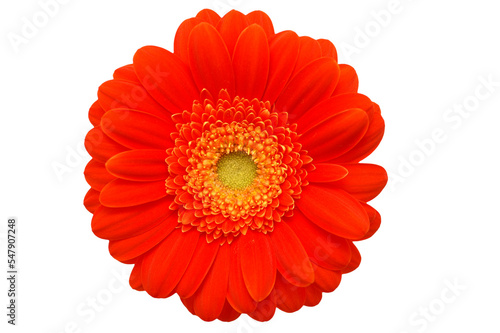 Bright orange gerbera daisy flower isolated on transparency photo png file 