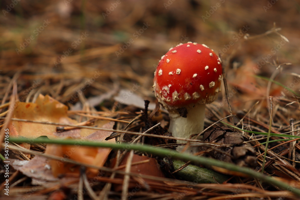 Amanita muscaria, red toadstul in the forestм Amanita muscaria, red toadstul in the forestм