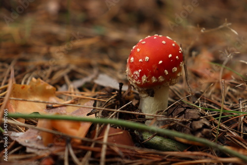Amanita muscaria, red toadstul in the forestм