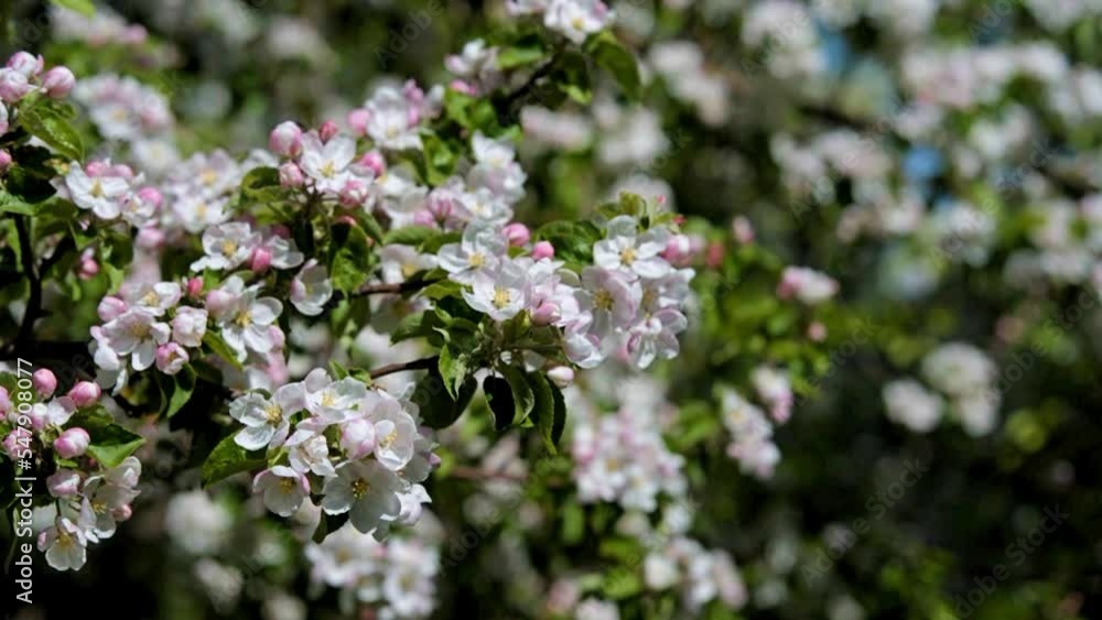 appletree blossom branch in the garden in spring
appletree blossom branch in the garden in spring