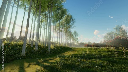 Morning in the forest on a clear day