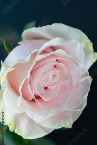 Beautiful pink rose flower with dark blue background