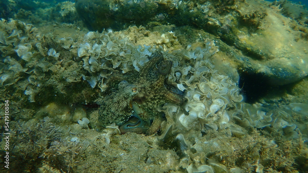 Common octopus (Octopus vulgaris) hunting, Aegean Sea, Greece, Halkidiki