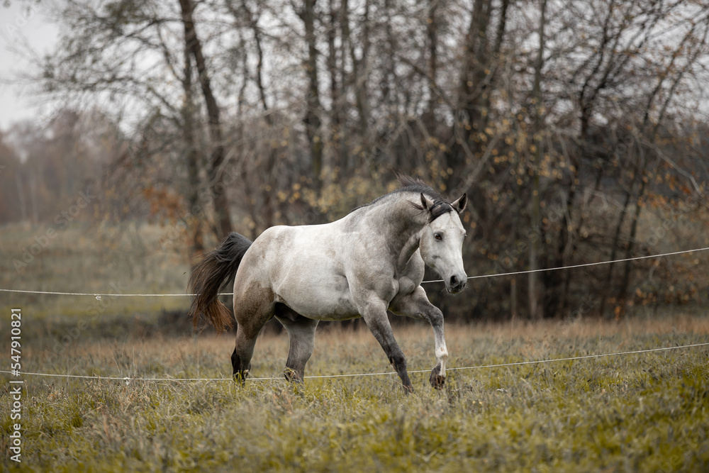 A beautiful gray horse of the Quarter Horse breed will say over a green field A beautiful gray horse of the Quarter Horse breed will say over a green field