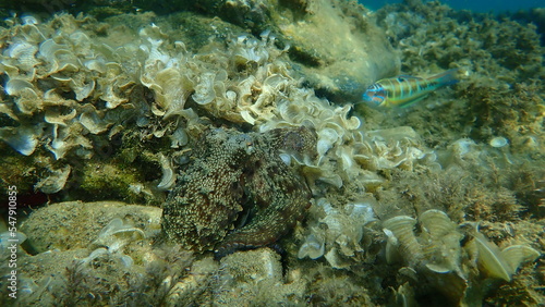 Common octopus (Octopus vulgaris) hunting, Aegean Sea, Greece, Halkidiki