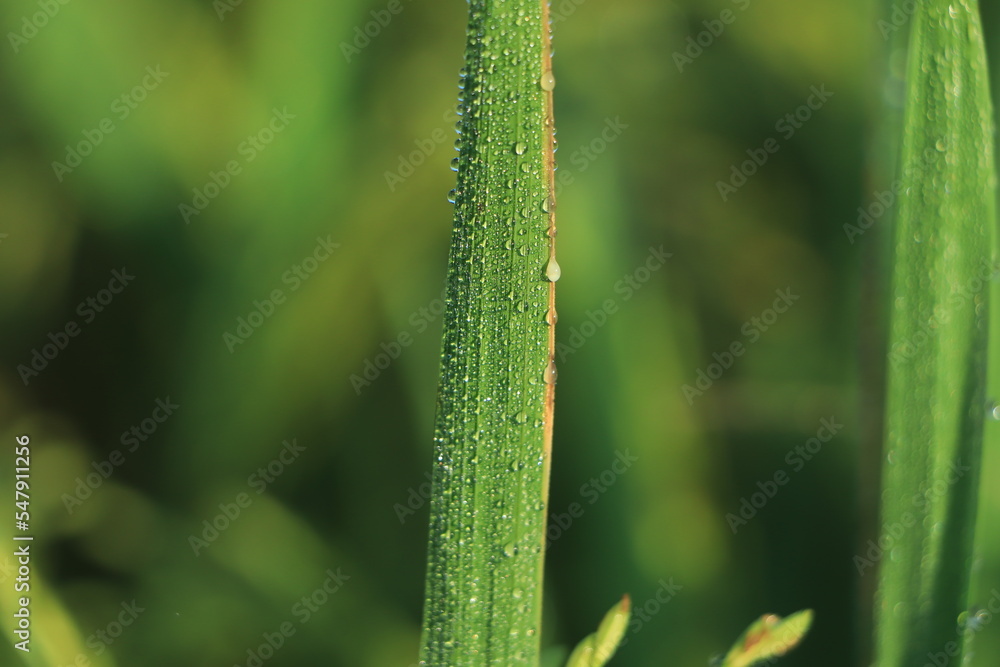 The rice plants in the fields that are gushing out with the morning dew are a very beautiful of nature The rice plants in the fields that are gushing out with the morning dew are a very beautiful of nature