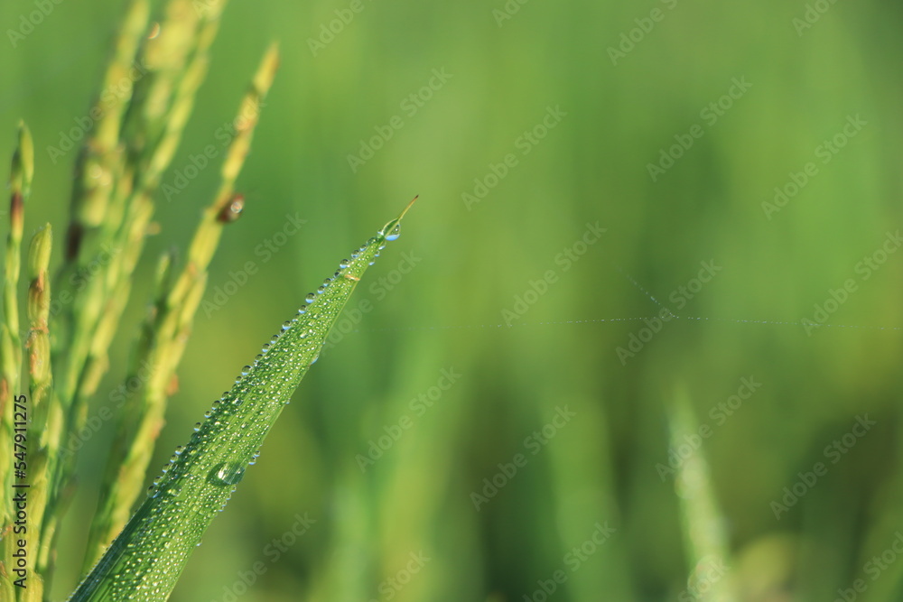 Dew Drops. The atmosphere in the morning the air feels fresh with warm morning sunlight that looks sparkling morning dew dew on flowers and green grass in the tropical rice fields. Macro photography. Dew Drops. The atmosphere in the morning the air feels fresh with warm morning sunlight that looks sparkling morning dew dew on flowers and green grass in the tropical rice fields. Macro photography.