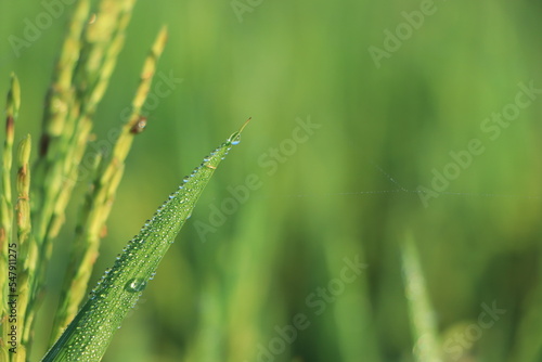 Dew Drops. The atmosphere in the morning the air feels fresh with warm morning sunlight that looks sparkling morning dew dew on flowers and green grass in the tropical rice fields. Macro photography.