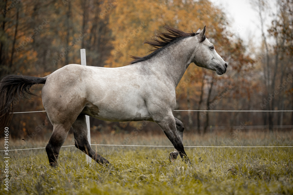 A beautiful gray horse of the Quarter Horse breed will say over a green field