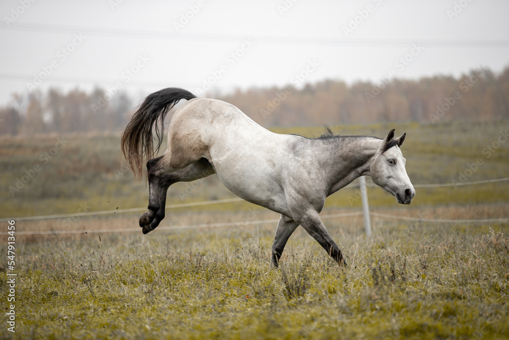 A beautiful gray horse of the Quarter Horse breed will say over a green field A beautiful gray horse of the Quarter Horse breed will say over a green field
