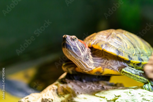 Red Eared Terrapin - Trachemys scripta elegans close-up, portrait of a turtle
