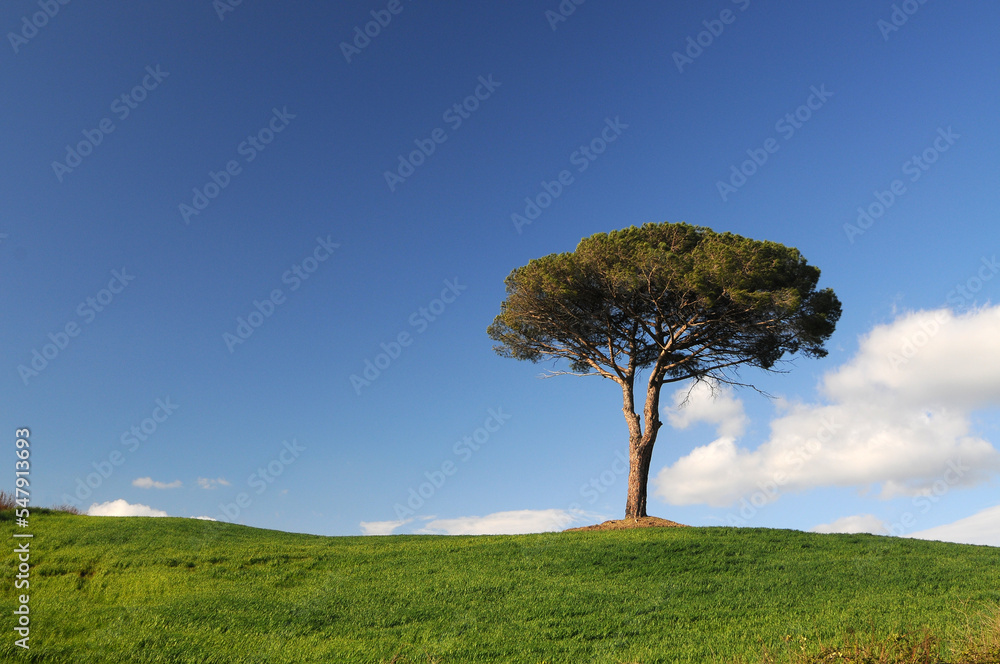 Fototapeta premium tree on a hill