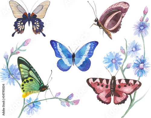 Vector illustration of watercolor butterflies isolated on white background