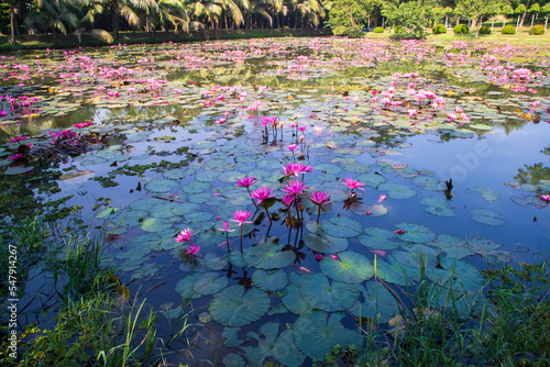 Beautiful  Landscape view of blooming red pink lilies or lotus Flowers in the pond water