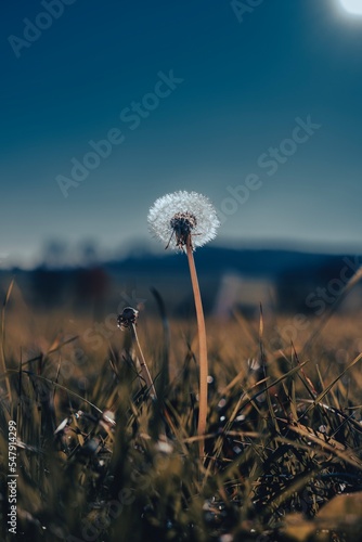 dandelion in the wind