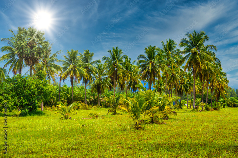 Coconut palms with green field and blue sky, White Sand Beach Kh